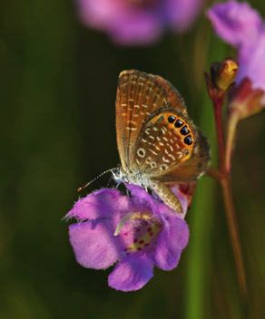 Eastern Pygmy-Blue